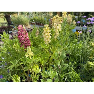 Lupina mnoholistá (Lupinus polyphyllus) ´CHANDELIER´ kont. P9